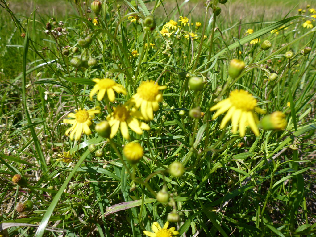 Senecio inaequidens