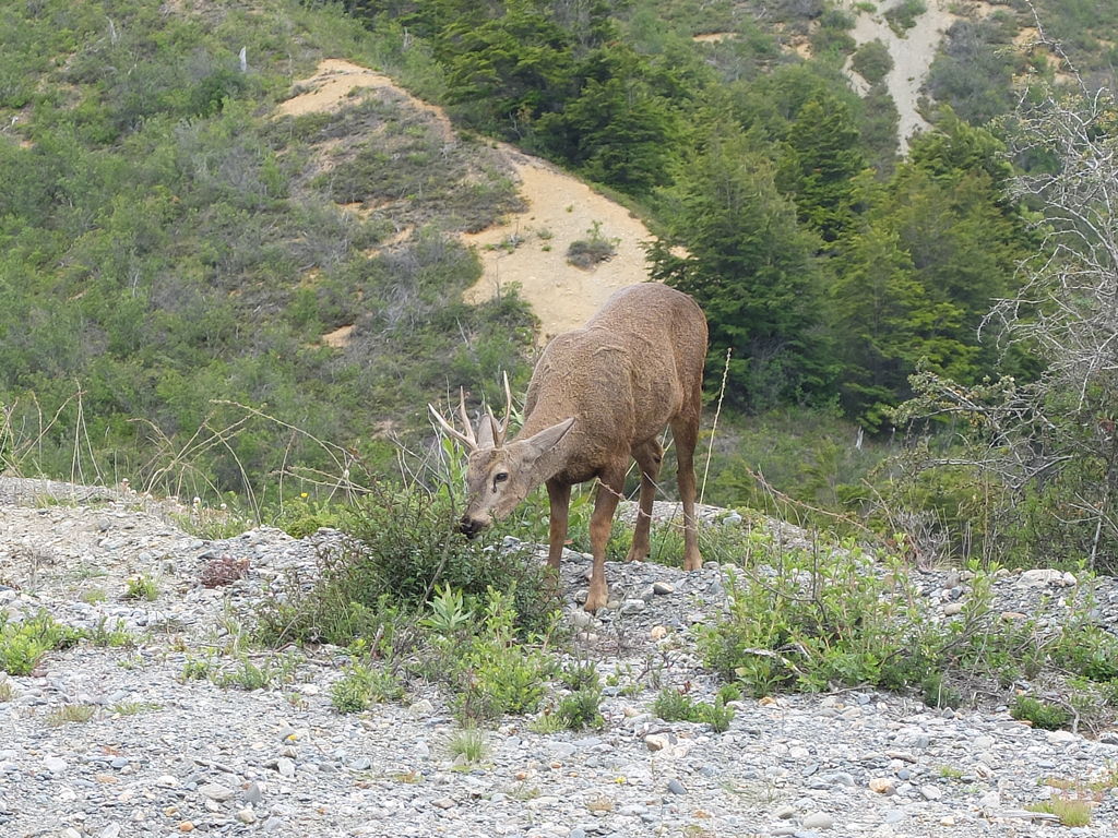 It is real - the Huemul