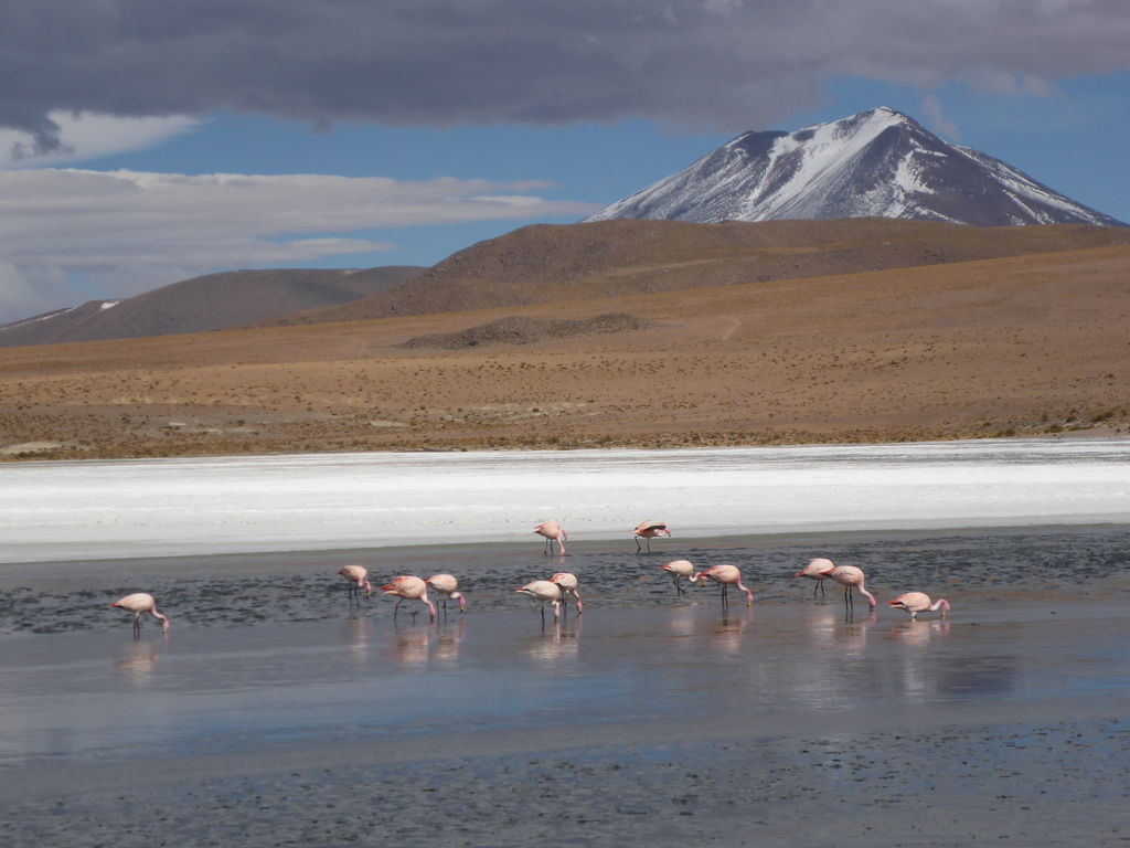 Flamingos in einer der Lagunen