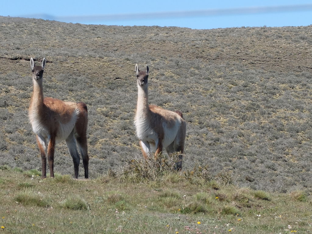 Guanacos and Martha sleeping...