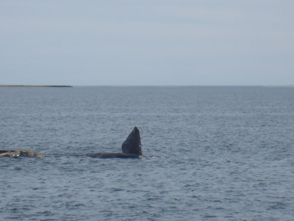 Fin of a whale