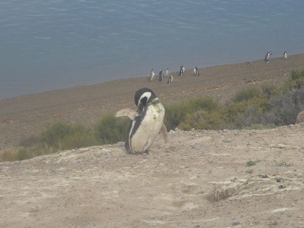 Penguin just next to the road