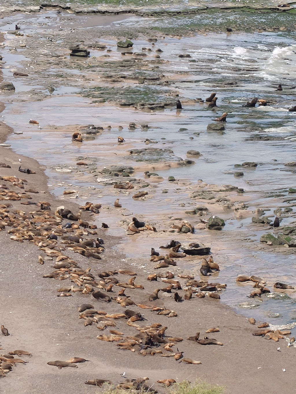 Colony of South American sea lions "La Loberia"