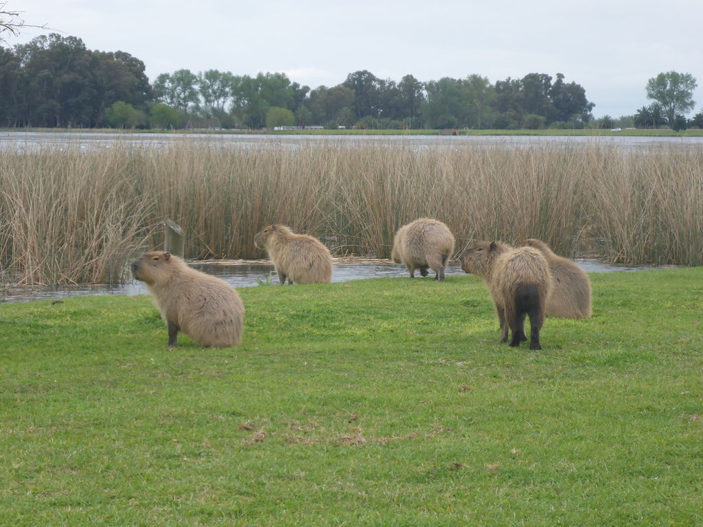 Capybaras