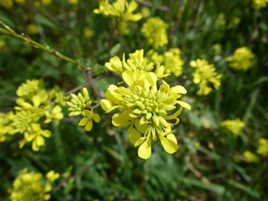 Brassicaceae