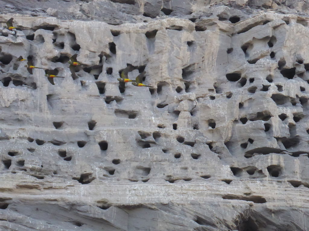 Parrot nests in the cliff